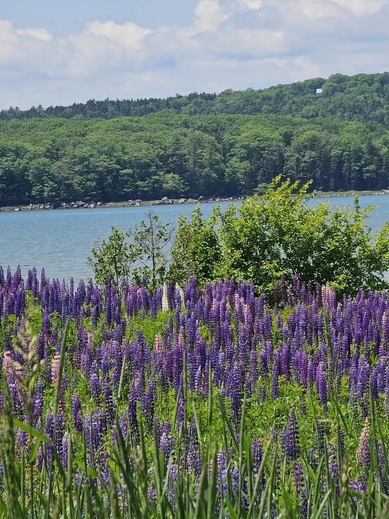 Lupines on the Maine Coast